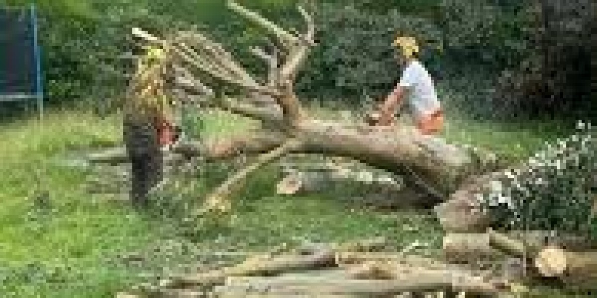 The Value of Hiring Expert Tree Removal Services for Large Trees