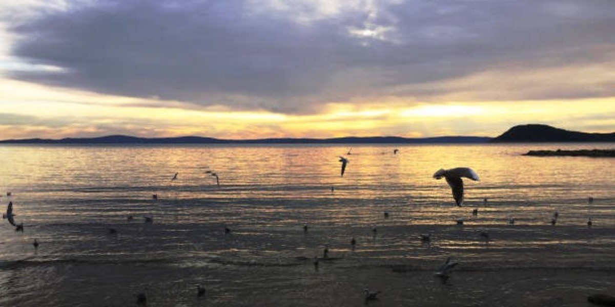 Colorado Goose Hunting: An Undisputed Outdoor Trip with Birds and Bucks