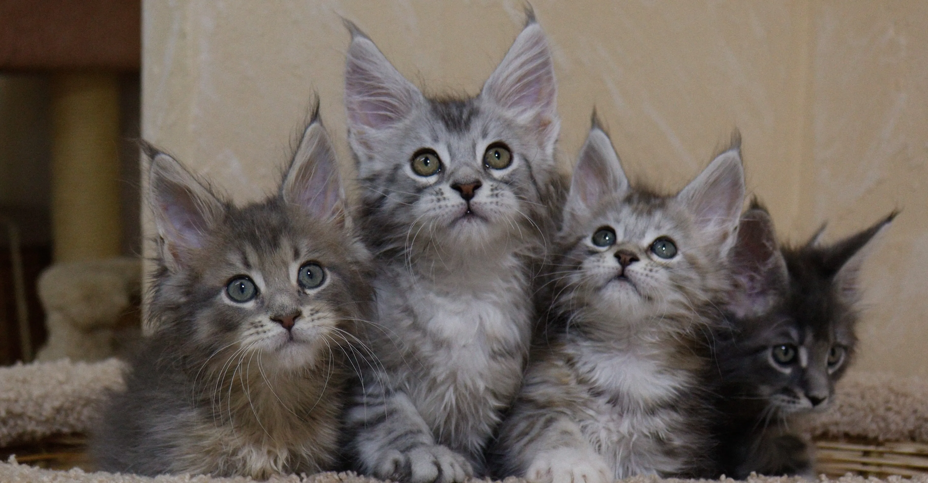 Maine Coon Kittens for Sale in Louisiana | MasterCoons Cattery