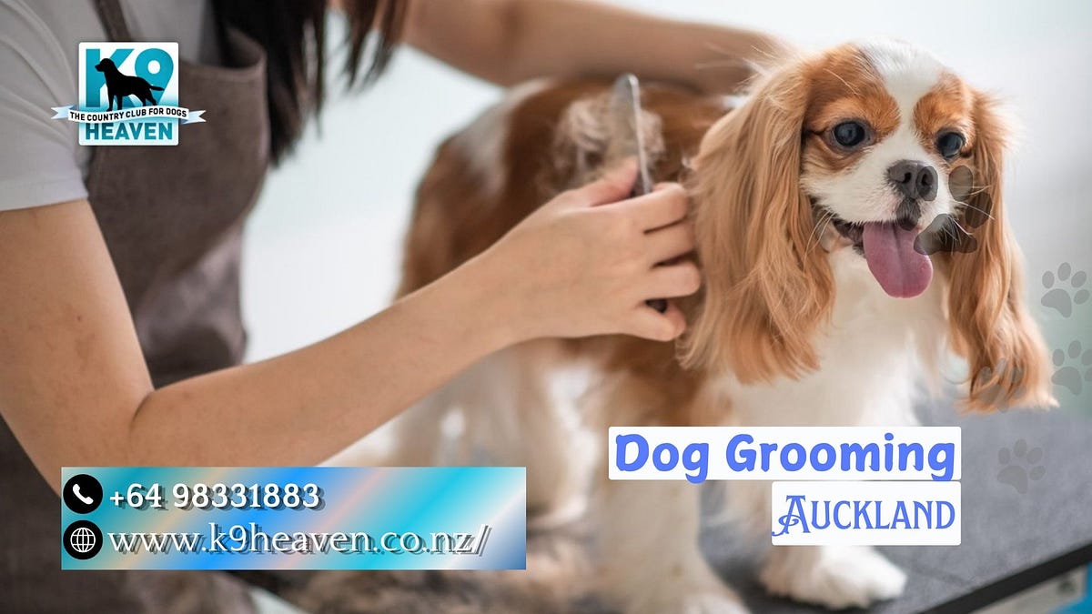 How to Groom Different Dog Breeds: A Complete Guide | by K9 Heaven | Sep, 2024 | Medium